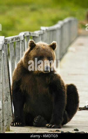 L'orso bruno (Ursus arctos) nel lago di Kurile, penisola di Kamchatka, Russia. Foto Stock