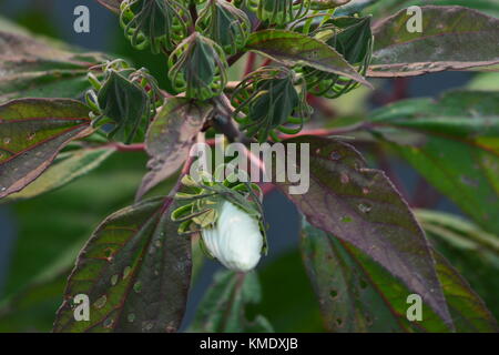 Un ONU-aperto marsh hibiscus flower bud circondato dall'spindly viticci di sviluppare le capsule di semi. Foto Stock