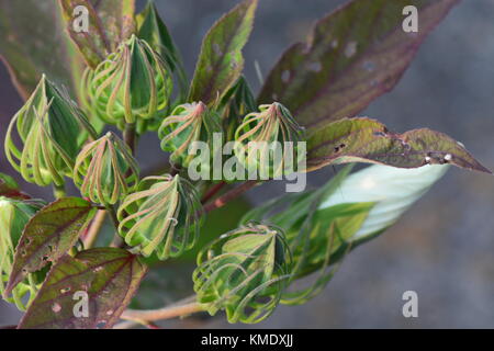 Un ONU-aperto marsh hibiscus flower bud circondato dall'spindly viticci di sviluppare le capsule di semi. Foto Stock