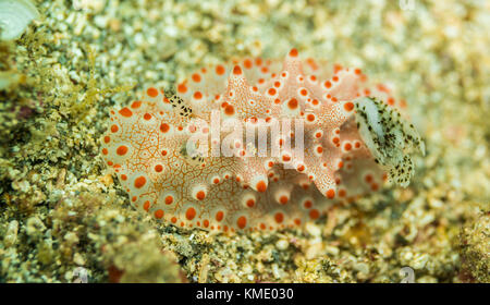 Nudibranch sul fondo dell'oceano Foto Stock