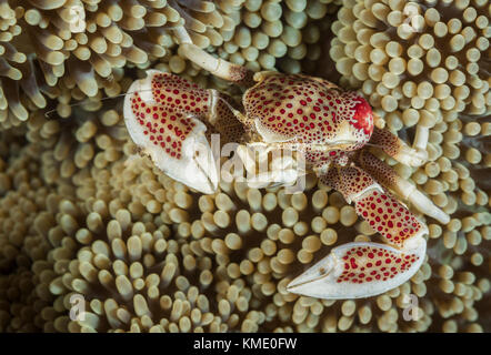 Il granchio di porcellana in un tappeto anemone Foto Stock