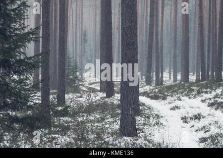 Snowy il giorno in una foresta. Tronchi di pini e abeti poco. Foto Stock