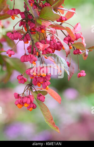 Settembre 2017. Ginocchia ariosi giardini, Warthill, York YO19 5XS, UK. Foto Stock