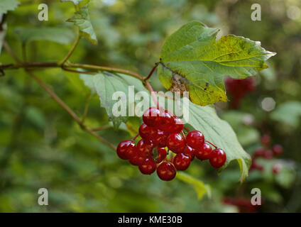 Viburnum opulus (Viburno Rose) Foto Stock