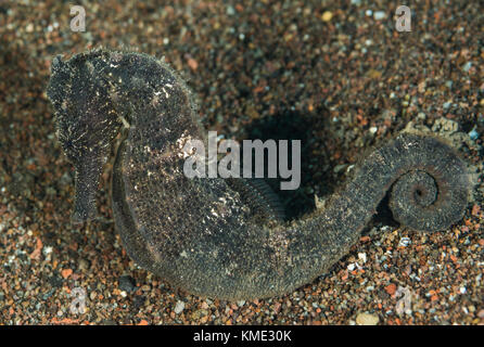 Il cavalluccio sul fondo del mare Foto Stock