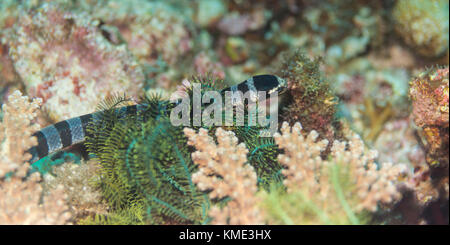 Sea krait (sea cobra) alla ricerca di preda sotto i coralli Foto Stock