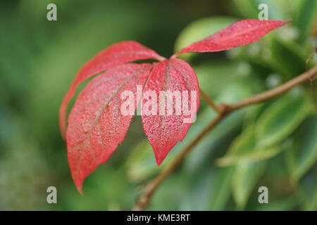 Bellissimo Colore di autunno di Parthenocissus quinquefolia Foto Stock