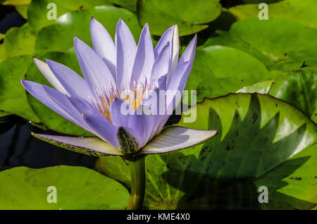 Parco Isola bella - un tesoro naturale - le attrazioni turistiche preferite del Lago maggiore - ninfee Foto Stock