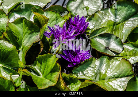 Parco Isola bella - un tesoro naturale - le attrazioni turistiche preferite del Lago maggiore - ninfee Foto Stock