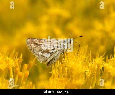 Un uncas skipper butterfly alimenta il nettare dei fiori da una gomma rabbitbrush arbusto a seedskadee National Wildlife Refuge agosto 16, 2016 vicino a Green River, Wyoming. (Foto di tom koerner via planetpix) Foto Stock