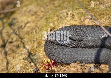 Orientale melanistic garter snake nel selvaggio Foto Stock