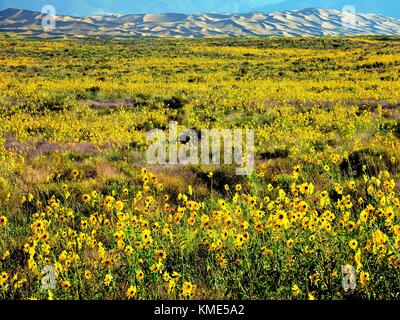 Wild prairie girasoli fioriscono nelle praterie di fronte le dune di sabbia del Grande dune sabbiose del Parco nazionale e di preservare il 23 agosto 2017 vicino alamosa, colorado. (Foto di Patrick myers via planetpix) Foto Stock