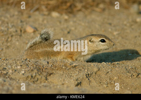 San Joaquin o Nelson's antelope scoiattolo (ammospermophilus nelsoni) in via di estinzione, carrizo plain monumento nazionale, California USA Foto Stock