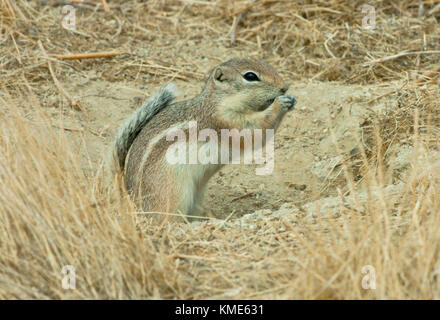 San Joaquin o Nelson's antelope scoiattolo (ammospermophilus nelsoni) in via di estinzione, carrizo plain monumento nazionale, California USA Foto Stock