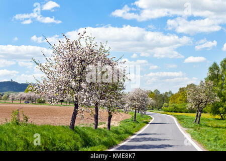 Hrad Radyne, obec Stahlavy, Plzensky kraj, Ceska republika / rovine del castello di Radyne vicino Pilsen, repubblica Ceca Foto Stock