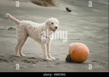 Un cane gioca con una boa che si trova sulla spiaggia di città del pacifico sulla costa dell'Oregon Foto Stock