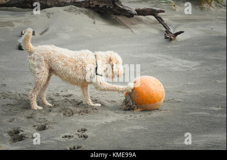 Un cane gioca con una boa che si trova sulla spiaggia di città del pacifico sulla costa dell'Oregon Foto Stock