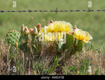 Ficodindia cactus crescere in un recinto di filo spinato è in piena fioritura Foto Stock