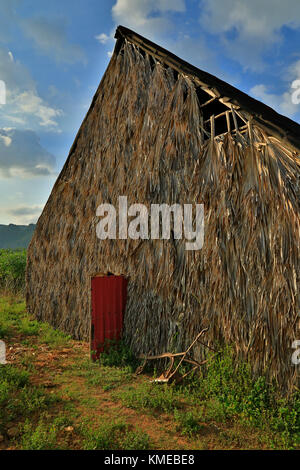 Tobacco fincas piantagione essiccazione capannone nella valle di Vinales, Cuba occidentale Foto Stock