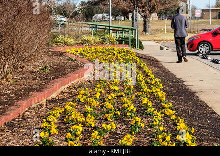Un letto giardino righe di giallo pansies piantati per l'inverno di colore in Will Rogers giardino botanico, Oklahoma City, Oklahoma, Stati Uniti d'America. Foto Stock