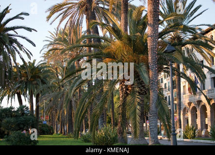 Palma di Maiorca, isole Baleari, Spagna - 5 dicembre 2017: paseo maritimo crepuscolo palme e il porto con la luce di Natale decorazioni su dicembre Foto Stock