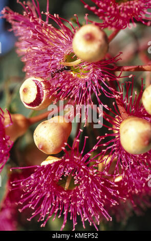 Alimentazione ant su fiori di gum tree (Corymbia ficifolia) Foto Stock