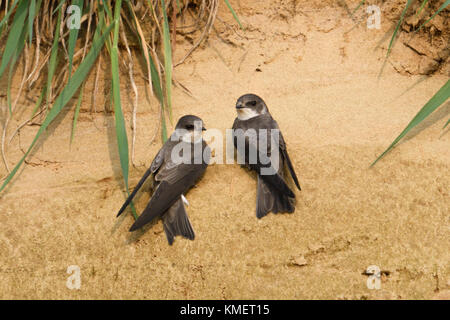 Sabbia Martin / Banca rondini / Uferschwalben ( Riparia Riparia), coppia di, insieme arroccato sul pendio di una buca di sabbia, guardare la fauna selvatica, l'Europa. Foto Stock