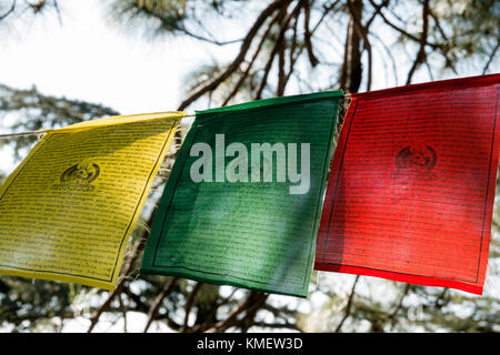 Preghiera tibetano bandiere appese in alberi a Mcleod Ganj, Himachal Pradesh Foto Stock