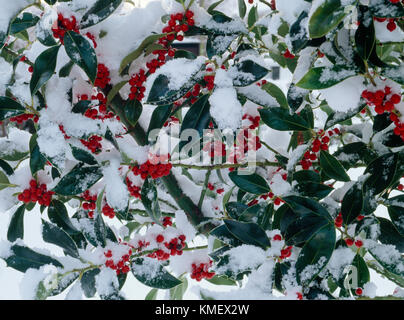 Holly bacche e foglie di neve. Ilex aquifolium pyramidalis. Foto Stock