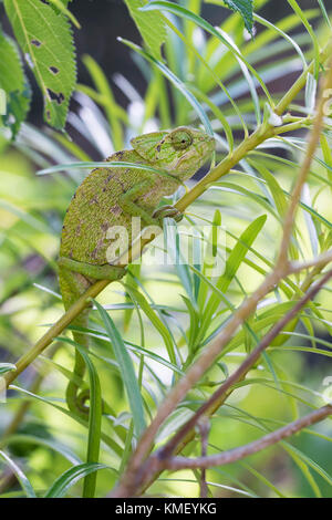 Europaeisches Chamaeleon ,Chamaeleo chamaeleon, Camaleonte Comune Foto Stock