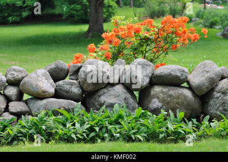 La nuova Inghilterra muro di pietra e giallo arancio rododendri, giardino dettaglio Foto Stock