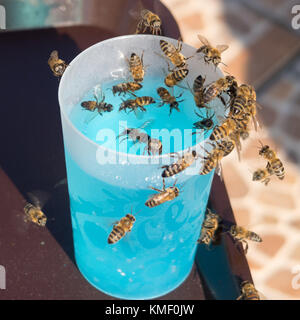 Uno sciame di vespe attratti da un drink Foto Stock