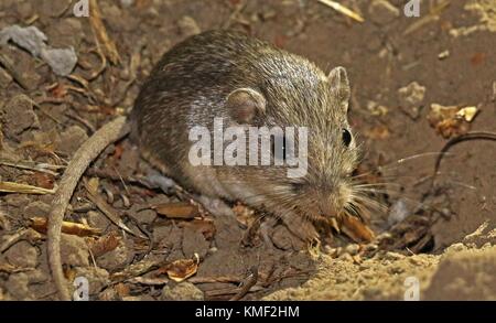 Un pacifico pocket mouse burrows nella sporcizia al laguna coast wilderness park luglio 5, 2017 vicino a Laguna Beach in California. (Foto di Joanna gilkeson via planetpix) Foto Stock