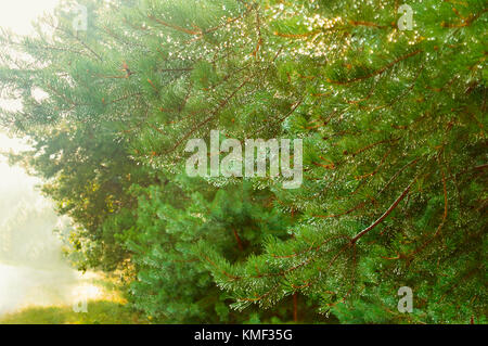 Gocce di rugiada su aghi di abete nella foresta, gocce di pioggia sui rami di abete Foto Stock