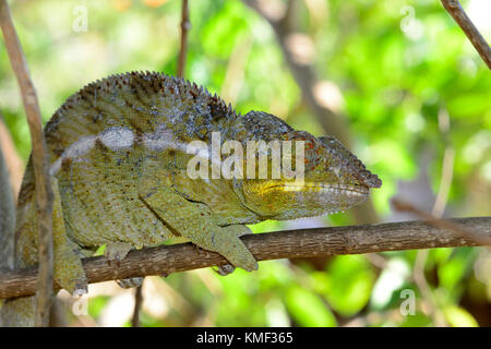 Panther chameleon (Furcifer pardalis, Chamaeleo pardalis), su un ramo, Nosy Be, Madagascar Foto Stock