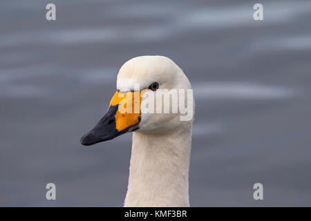 Close up ritratto di whooper swan (cygnus cygnus) nuoto in inverno Foto Stock