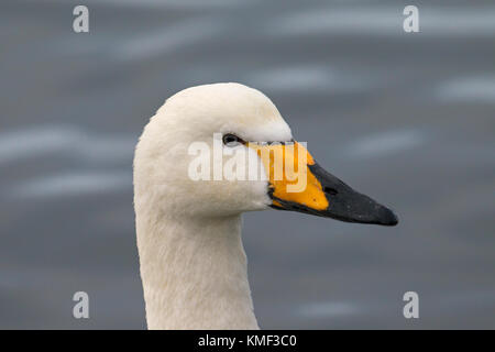 Close up ritratto di whooper swan (cygnus cygnus) nuoto in inverno Foto Stock