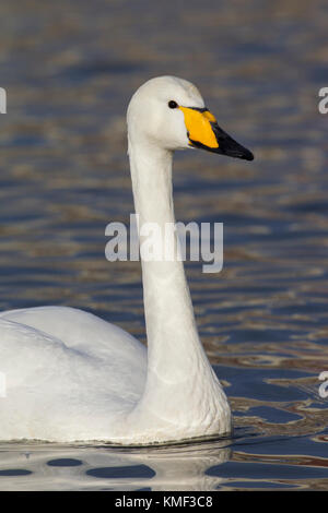 Close up ritratto di whooper swan (cygnus cygnus) nuoto in inverno Foto Stock