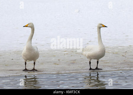 Due cigni whooper (cygnus cygnus) in piedi sul ghiaccio del laghetto congelato in inverno Foto Stock