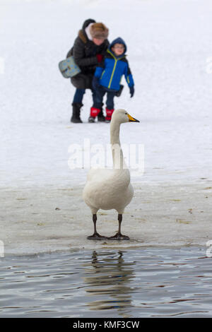 Nonna con il nipote guardando whooper swan (cygnus cygnus) in piedi sul ghiaccio del laghetto congelato in inverno Foto Stock