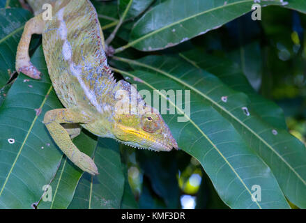 Panther chameleon (Furcifer pardalis, Chamaeleo pardalis), su un ramo, Nosy Be, Madagascar Foto Stock