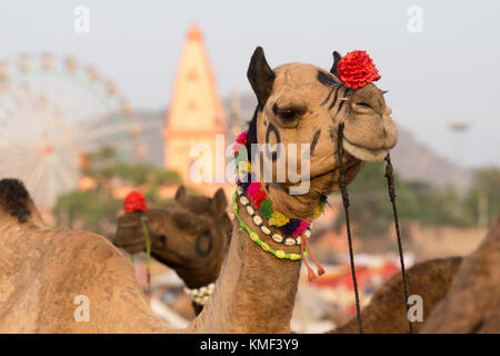 Testa e collo vista di cammelli a Pushkar camel, festival di Pushkar, Rajasthan, India. Foto Stock