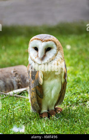 Il barbagianni (Tyto alba) su erba verde - closeup ritratto Foto Stock