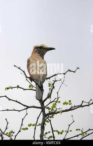 Rullo di viola Coracias naevia Parco Nazionale Kruger Sud Africa Foto Stock