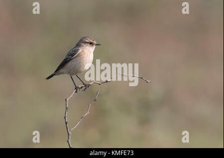 Ritratto di donna stonechat seduto su un ramo Foto Stock