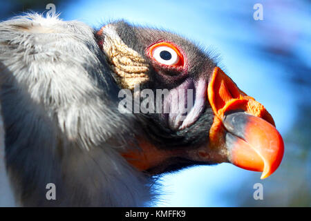 Testa colorata di un agguato king vulture (sarcoramphus papa) in modalità di visualizzazione verticale di fronte a un cielo blu al sole Foto Stock