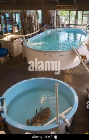 Le tartarughe di mare in serbatoi di Marine Science Center sea turtle centro di riabilitazione in Ponce Inlet, Florida, Stati Uniti d'America. Foto Stock