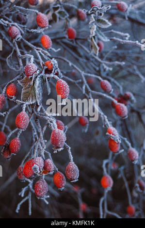 Rosso brillante Sweetbrier hips. Inverni scuro al giorno. Foto Stock