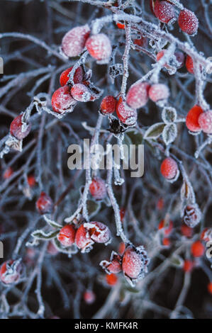 Red Rose hips. Primo piano. Foto Stock