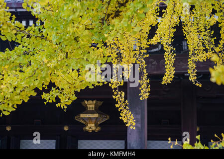 Bellissimo albero di ginkgo trasformando in giallo su autunno, a nishi hongan-ji, Kyoto, Giappone Foto Stock